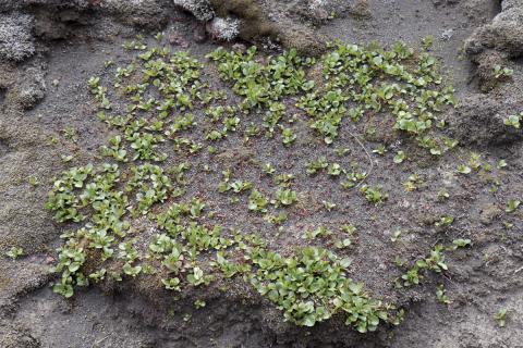 Grasvíðir (Salix herbacea) og gamburmosi fullur af áfoksefnum í Surtungi.