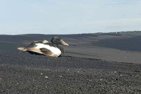 Ársgamall æðarbliki í sandfjöru á tanganum.