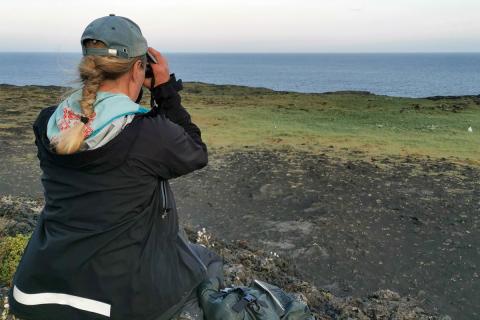 Svenja N.V. Auhage metur viðkomu fugla í máfavarpinu að kveldi.