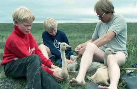 Sverrir Thorstensen ásamt ungum aðstoðarmönnum við álftamerkingar árið 1984