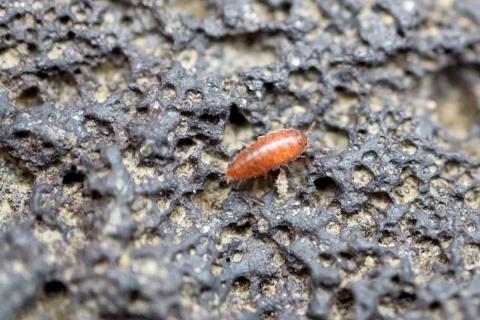 Dverglodda (Trichoniscus pusillus)