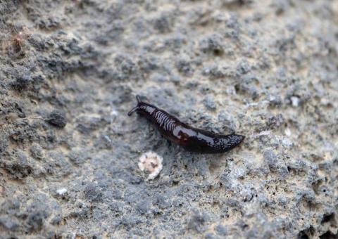 Mýrasnigil (Deroceras leave)