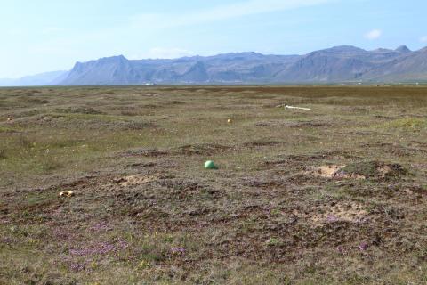 Skeljasandsengi