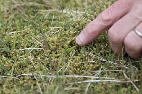 Válistategundin naðurtunga í mosaþekju á jarðhitasvæðum í Reykjadal
