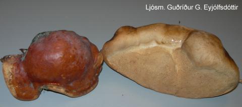GGE_fomitopsis_ungur Randbarði