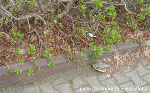 GGE_fomitopsis_vaxtarst Randbarði