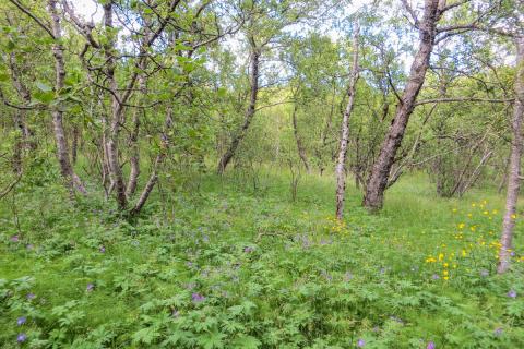 blomskogavist1-2.jpg Blómskógavist