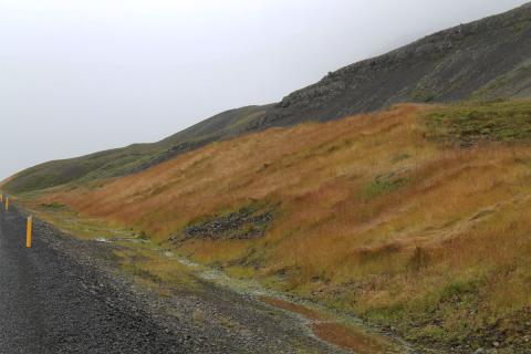 Uppgrætt svæði við nýjan veg á Vestfjörðum