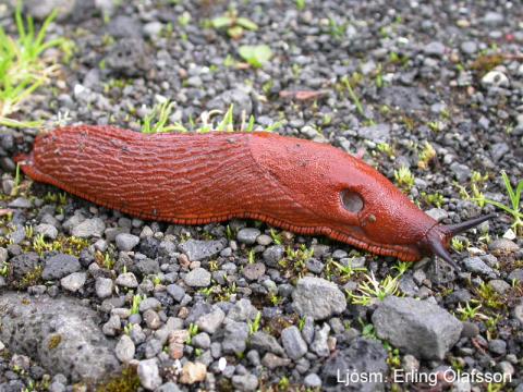 Spánarsnigill - Arion lusitanicus