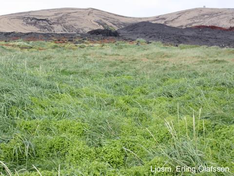 eo_Surtsey2013_Haugarfi_1786 Mikil gróska var í haugarfa, melgresi og öðrum grösum í elsta máfavarpinu eftir úrkomusama tíð