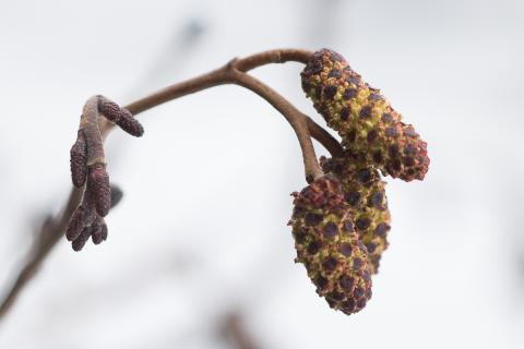 Vorboði í Urriðaholti 15. mars 2017. Karlreklar elris losa út frjókorn, tími frjókornaofnæmis í aðsigi.