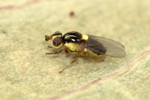 Ennþá ógreind tvívængja af frittfluguætt (Chloropidae) fannst ný fyrir Surtsey og um leið ný fyrir Ísland