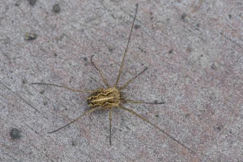 Langleggur (Mitopus morio), nýr landnemi í Surtsey 2019 Langleggur (Mitopus morio), nýr landnemi í Surtsey 2019