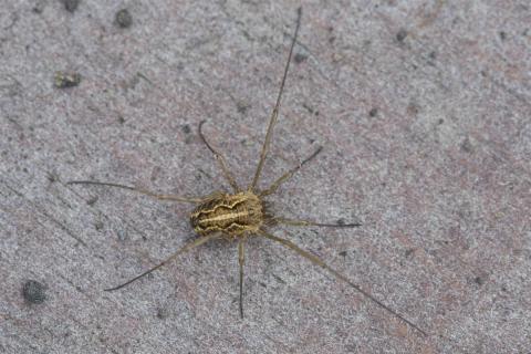 Langleggur (Mitopus morio), nýr landnemi í Surtsey 2019