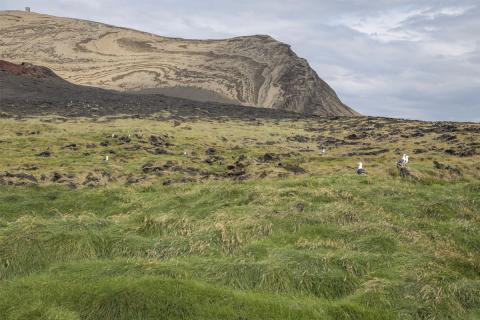 Graslendið í máfabyggðinni í Surtsey 2019