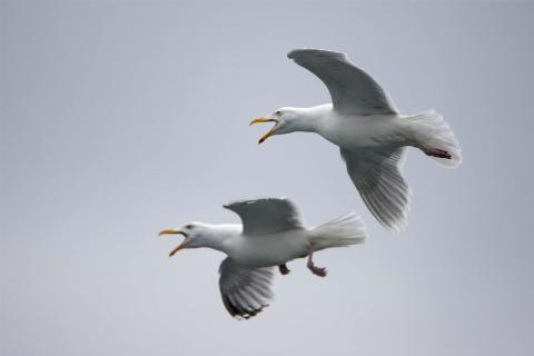 Silfurmáfar (Larus argentatus) í Surtsey í júlí 2020