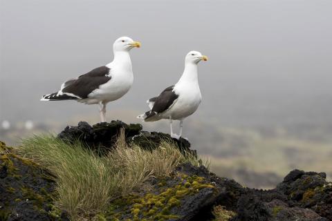 Svartbakar í Surtsey 2019