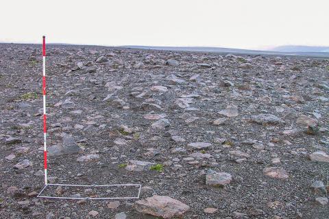 eydimelavist2-2.jpg Eyðimelavist
