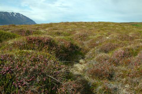 Móagróður í Hrísey Móagróður í Hrísey