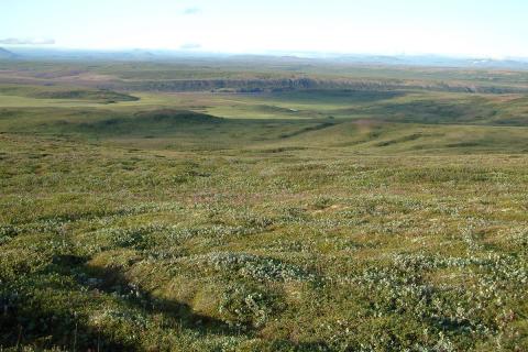Víðimói við Jökulsárgljúfur Víðimói við Jökulsárgljúfur