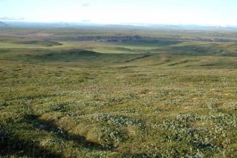 Víðimói við Jökulsárgljúfur