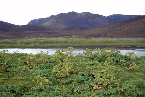 Ætihvannarstóð sunnan við Grænavatn í Veiðivötnum