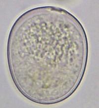 Grasfrjó Grasfrjó (Oaceae)