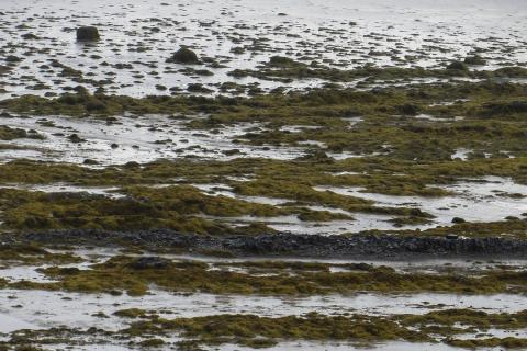 klothangsklungur_berufjordur.jpg Klóþangsklungur