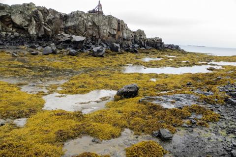 klothangsklungur_reykholasveit.jpg Klóþangsklungur