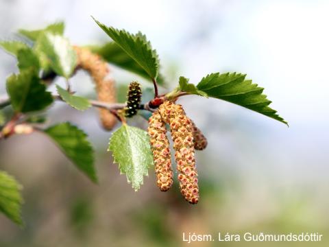 Birkireklar - Betula pubescens