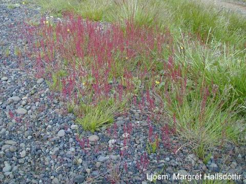 mh_Rumex-ac Hundasúra