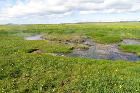 myrahveravist-img_0039.jpg Mýrahveravist