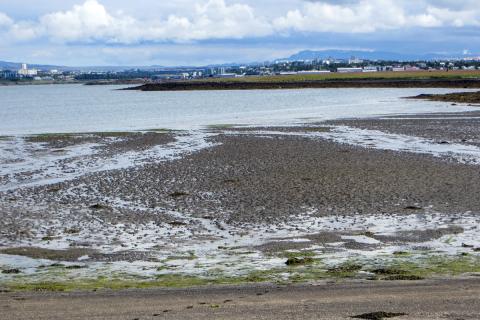 Sandmaðksleirur