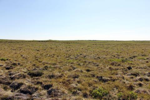 Þursaskeggs- og sefmói á Melrakkasléttu Þursaskeggs- og sefmói á Melrakkasléttu