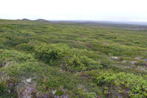 Fjalldrapamói við Þeistareyki Fjalldrapamói við Þeistareyki