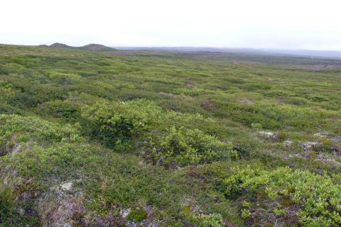 Fjalldrapamói við Þeistareyki