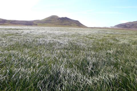 Gulstararflói við Krísuvík