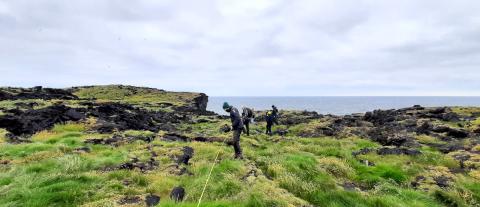 Hreiðurtalningar í Surtsey í júlí 2021