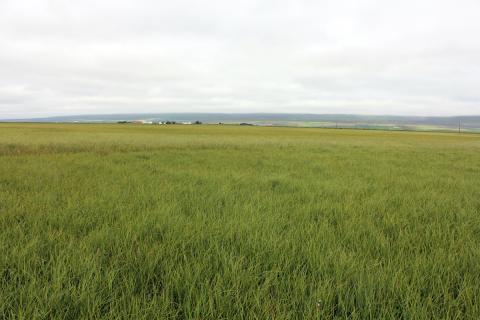 vot-n_6-eylendid-gulstarafloavist_sh.jpg Gulstararflóavist í Eylendinu, Skagafirði