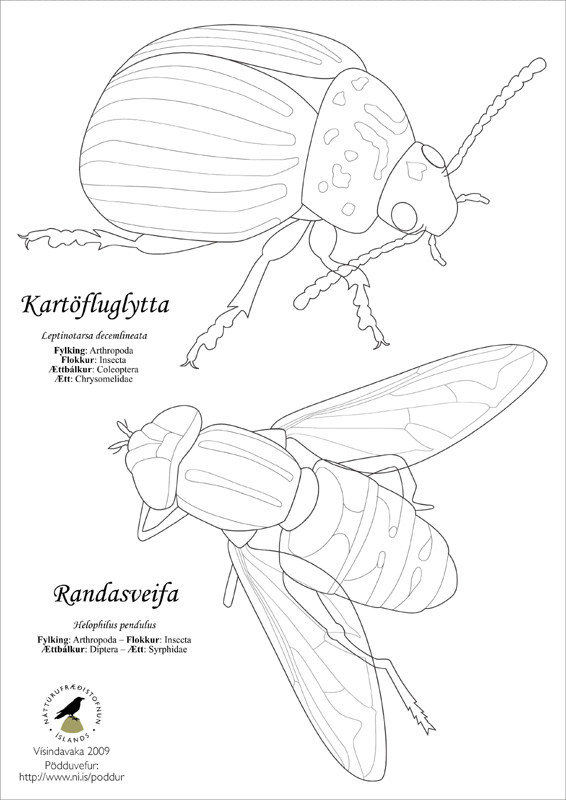 Litablað - kartöfluglytta og randasveifa